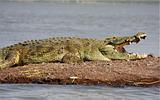 Ethiopia - Lago Chamo - Coccodrilli - 12